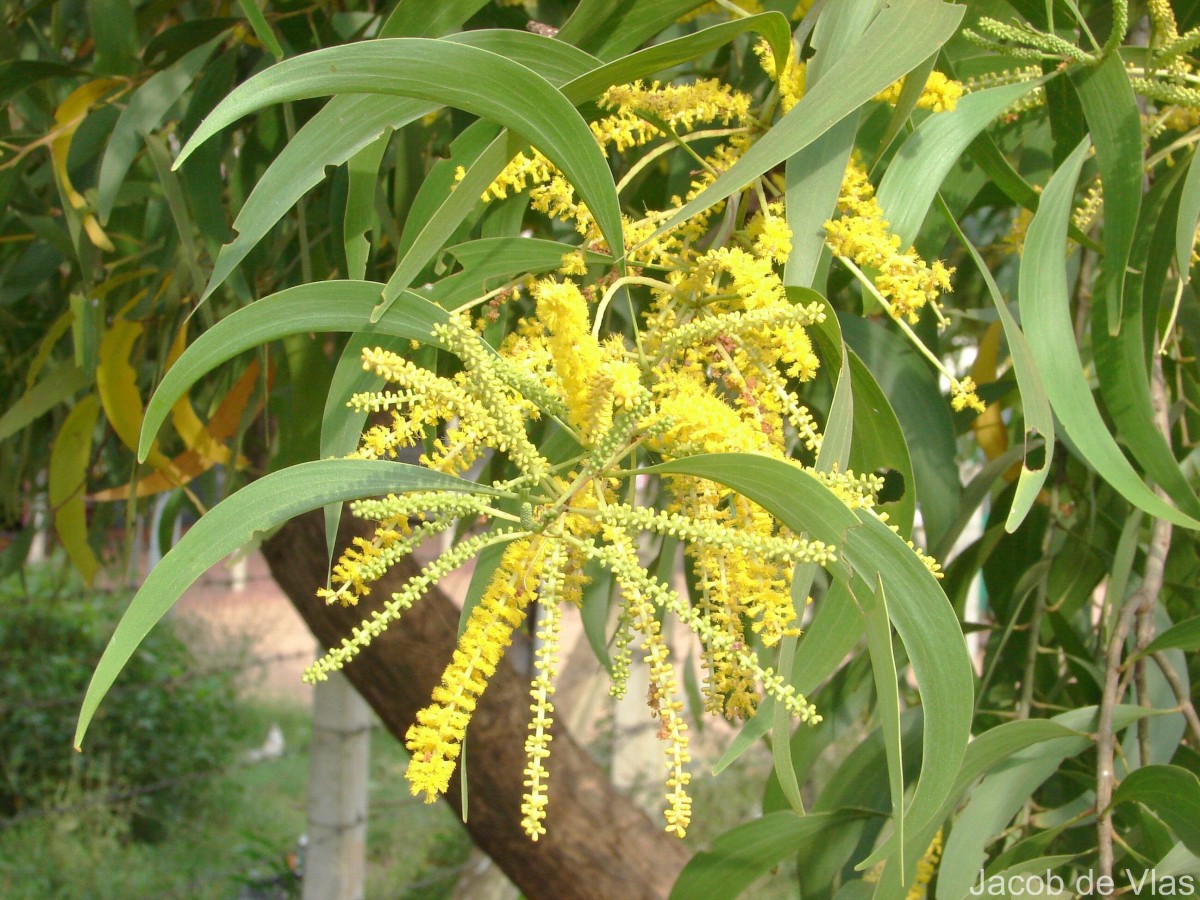 Acacia auriculiformis A.Cunn. ex Benth.